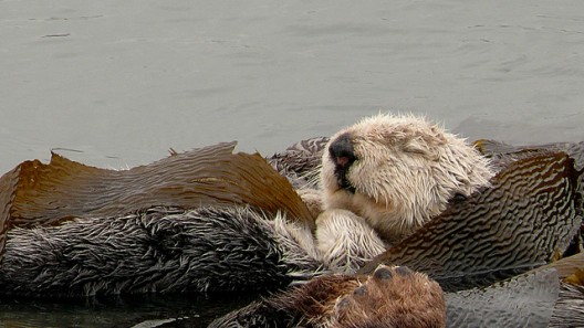 Sleeping Sea Otter
